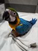 Cute nice talking tame Blue And Gold Macaw 7Months with cage !