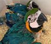 Blue and Gold macaw parrots for sale