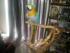 Macaws forsale