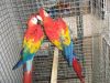 parrots and fertile parrot eggs for sale (xxx) xxx-xxx7