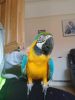 Male Blue And Gold Macaw 1yrs