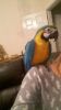 1 Year Old Baby Macaw