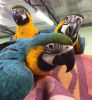 Lovely blue and gold macaw now available