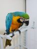 Talking Baby Macaw