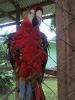 Lovely Scarlet Macaw