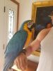Super tame blue and gold Macaws