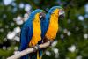 Macaws available moderate prices