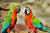 Macaws available