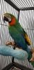 Beautiful Catalina macaw parrot for sale :xxxxxxxxxx