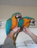 Blue and Gold Macaw parrots and Candle tested eggs