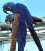 Blue Hand-fed Pair Hyacinth Macaw Parrots For A Loving Home