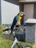 I year old Gold and Blue Macaw and large Cage for sale.