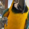 Cute Macaw Parrots