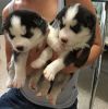Sweet Siberian Husky Puppies For Sale