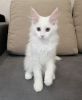 White purebred maine coon kitten