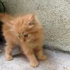 Jgsyveyca Mainecoon kittens for sale