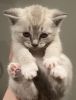 “Frosty” white male Maine coon mix