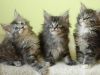 Lovely maine coon kittens for adoption
