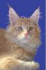 SOLD Maine Coon Kittens
