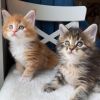 Maine coon kittens Vaccinated