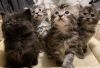 Maine Coon kittens now available