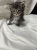 CFA Registered Maine Coon Kittens