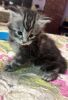 Mainecoon kittens for sale