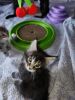 Maine coon kittens for sale