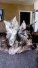Maine coon silver