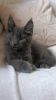 Maine Coon Kitty For Adoption