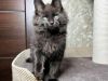 Black maine coon kittens for sale
