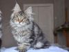 Calm Maine coon kittens for sale