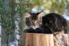 Maine coon kittens female and male