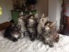 Full pedigree purebred Maine coon kittens for sale