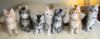 Maine coon kittens for sale