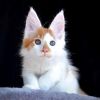 Healthy Cute Maine Coon Kitten