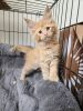 MAINE COON KITTENS