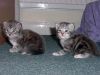 2 maine coon kittens for December