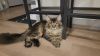 1 yrs old male Maine coon tabby polydactyl