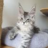 Stunning Main Coon Kittens Seeking New Homes