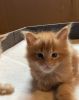 Red tabby main coon kittens