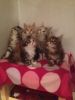 Maine Coon Kitten For Sale