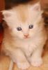 Registered Maine Coon Babies Available