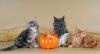 Stunning Tica Registered Maine Coon Kittens