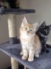 Maine Coon Kittens- Full Pedigree Registered Gccf