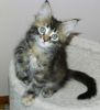 Fife Registered Full Pedigree Maine Coon Kittens