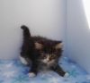 Male and female Maine Coon kittens available