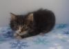 Adorable maine coon kittens available now