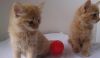 Gorgeous Main Coon Kittens ready for re-homing