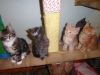 Gorgeous registered maine coon kittens – ready to go